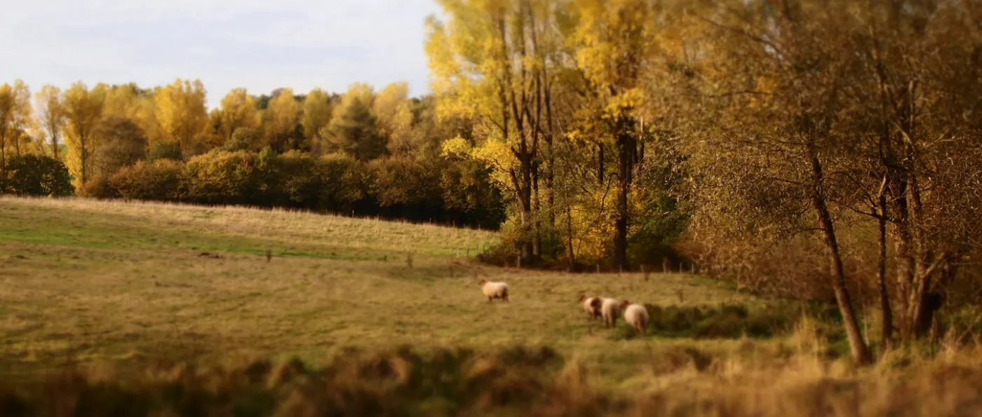 Herbstliche Feldwiese mit Schafen